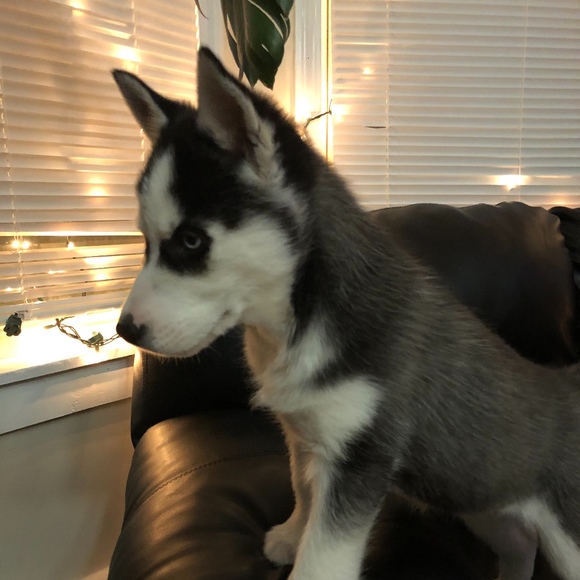 Meet your Posher, Posh - Picture 1 of 1